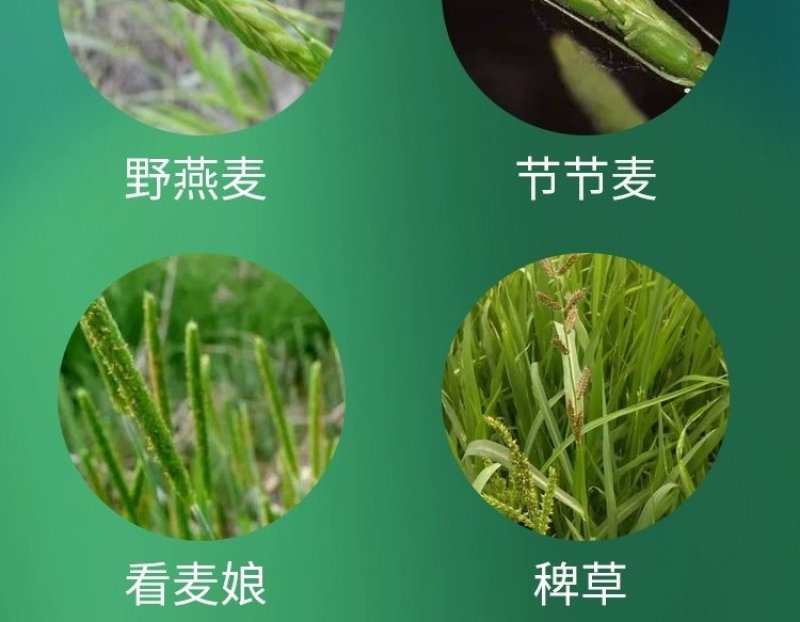 10.8%高效氟吡甲禾灵一年生禾本科杂草芦苇尖叶草除草剂