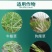 10.8%高效氟吡甲禾灵一年生禾本科杂草芦苇尖叶草除草剂