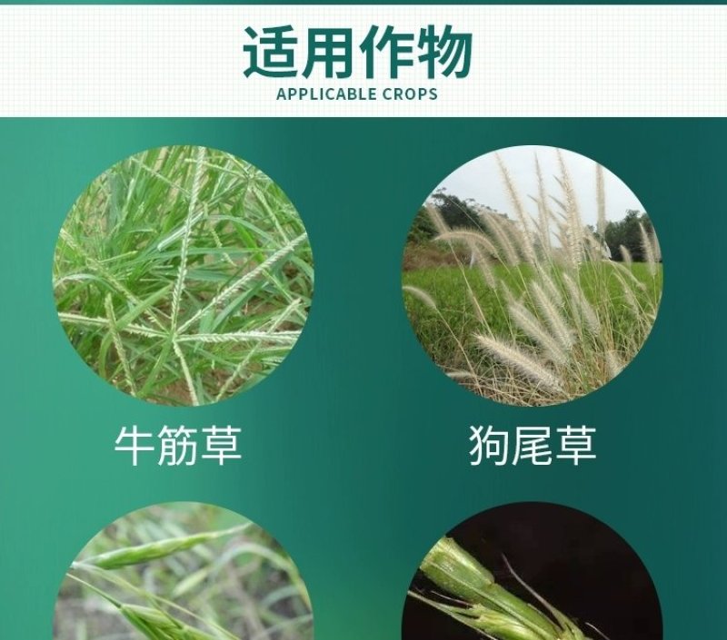 10.8%高效氟吡甲禾灵一年生禾本科杂草芦苇尖叶草除草剂