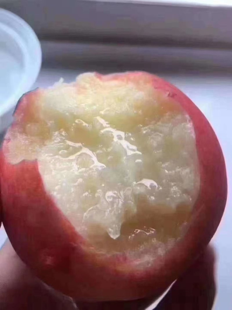 【🔥量大从优】优质毛桃基地直供口感脆甜电话咨询
