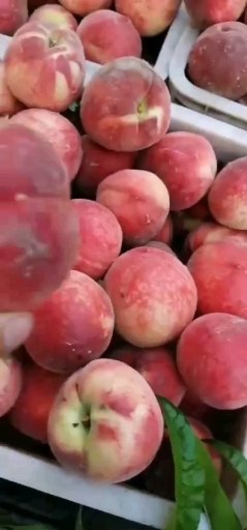 【🔥量大从优】优质毛桃基地直供口感脆甜电话咨询