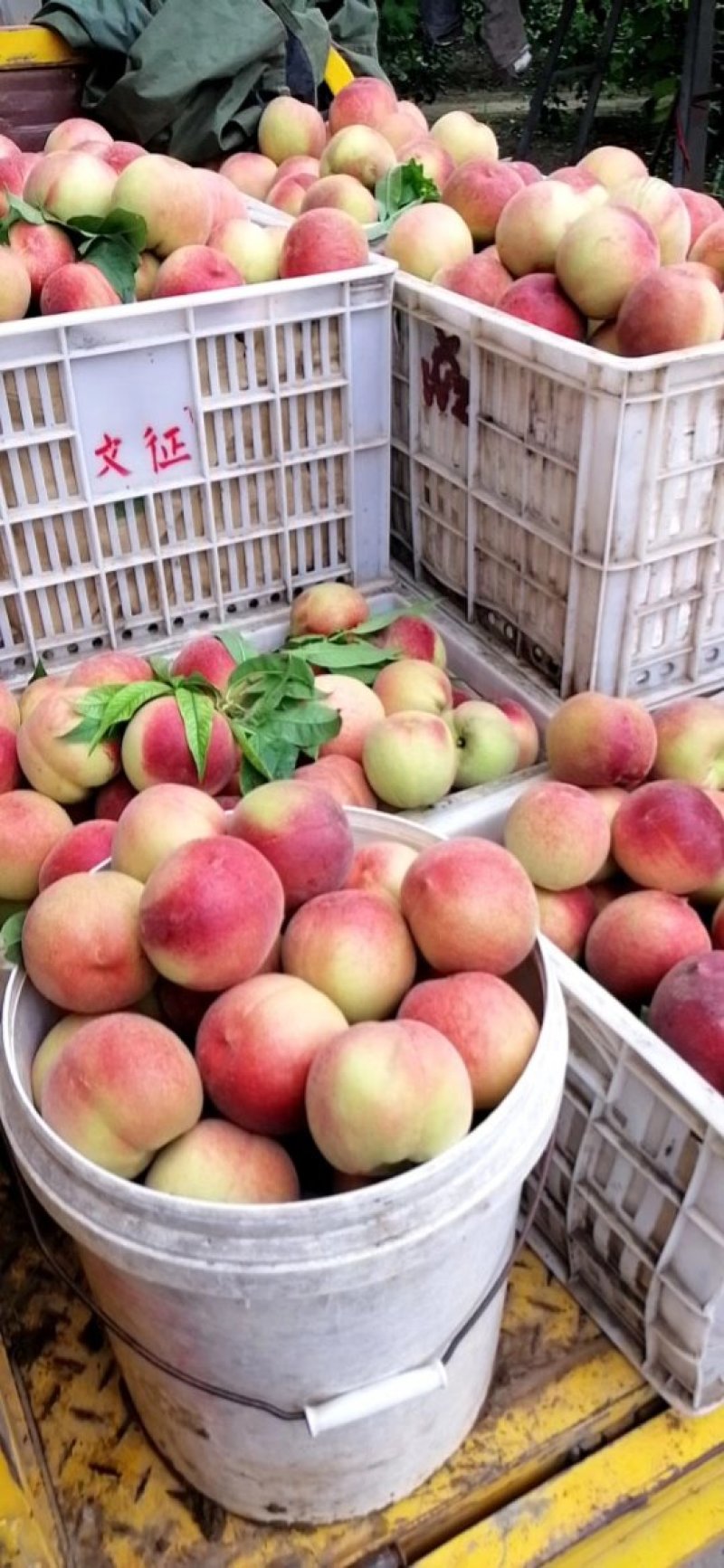 【🔥量大从优】优质毛桃基地直供口感脆甜电话咨询