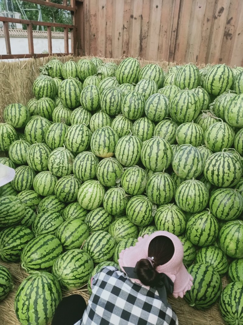 河南美都西瓜产地直发皮薄多汁市场商超对接欢迎电话联系