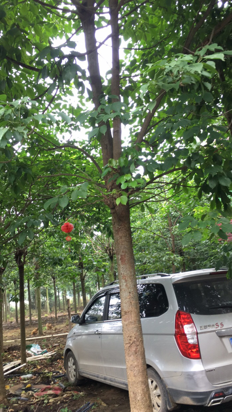 秋枫各种规格秋枫地苗