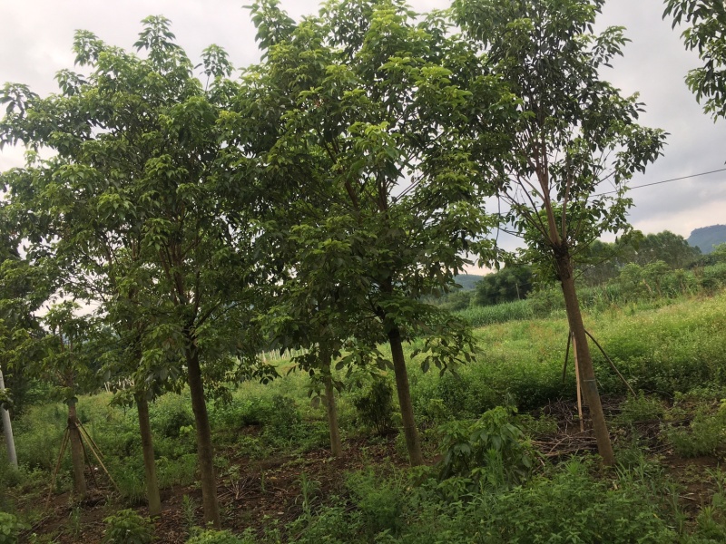 秋枫各种规格秋枫地苗