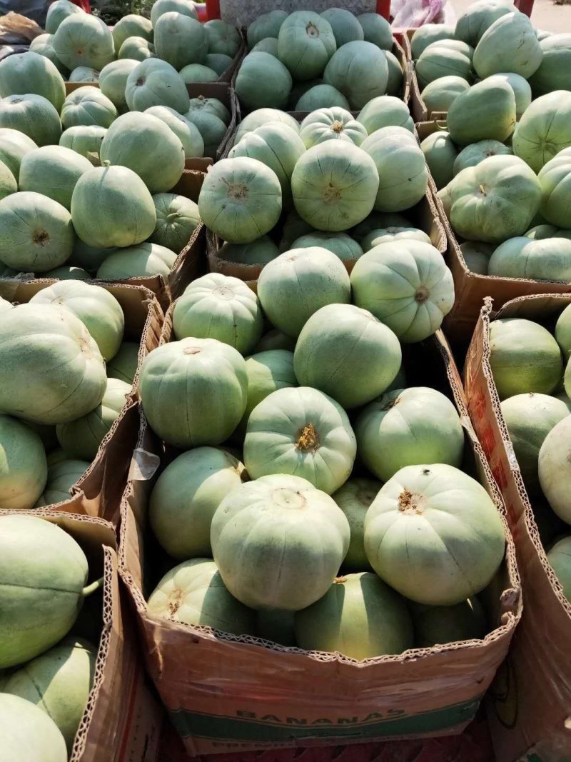 新鲜大朋绿宝头荏上市！量大从优，价格合理，甜度好