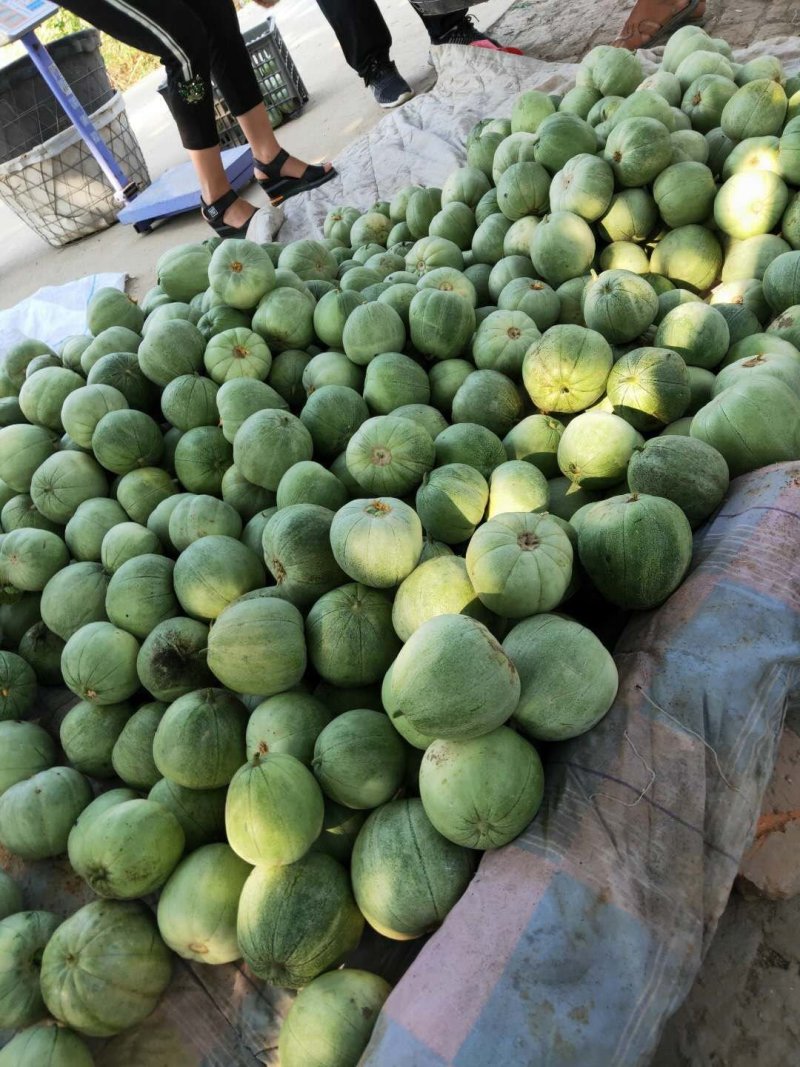 新鲜大朋绿宝头茌上市，个大，口味香甜，颜色鲜亮