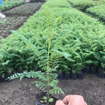 蓝花楹自家基地直销