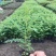 蓝花楹自家基地直销