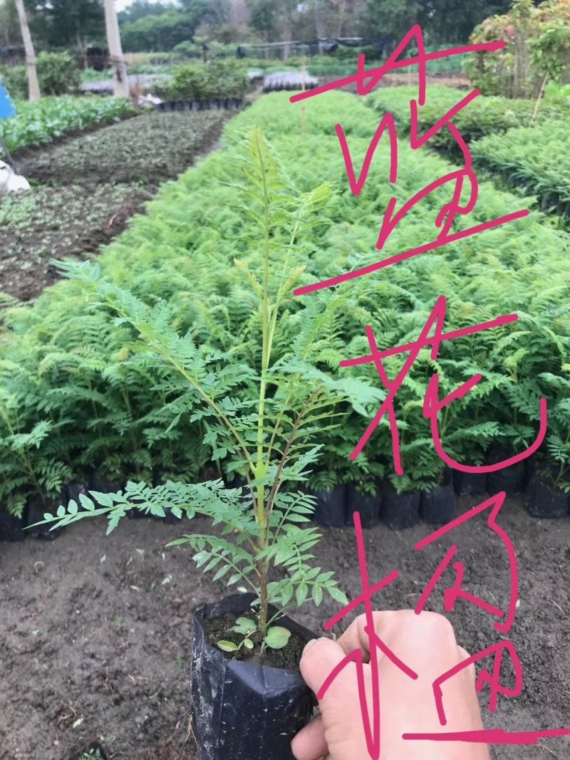 蓝花楹自家基地直销