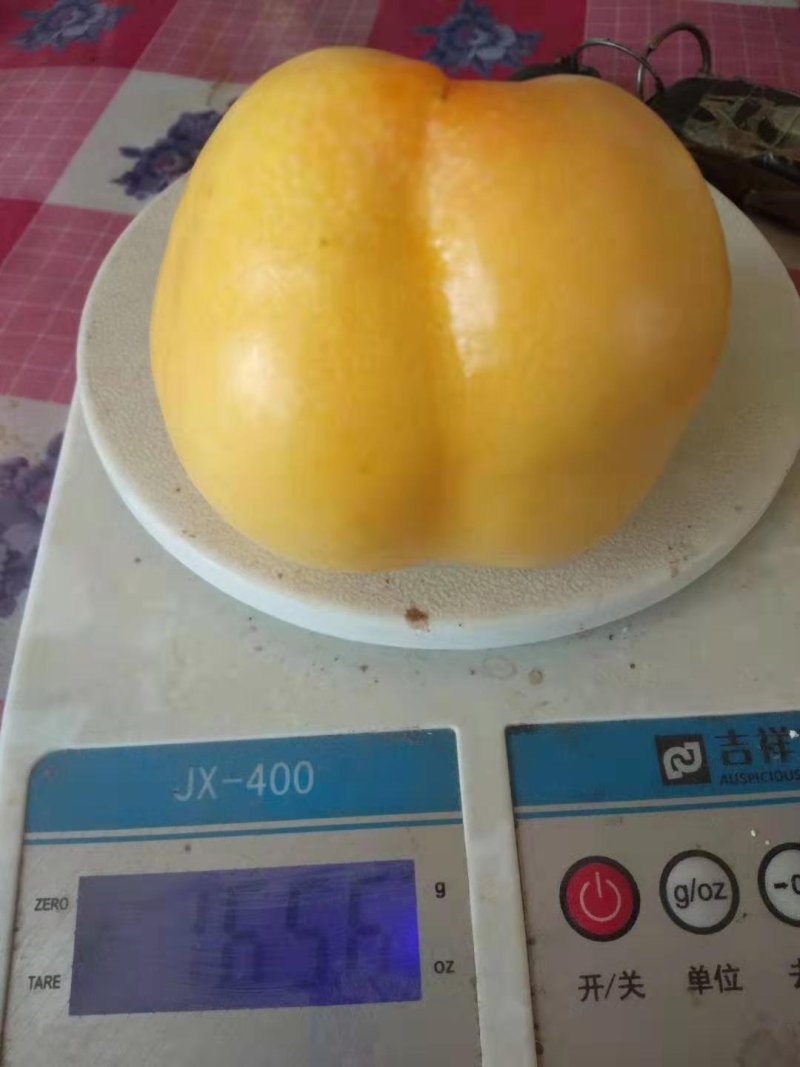 油桃黄金油桃套袋黄金油桃