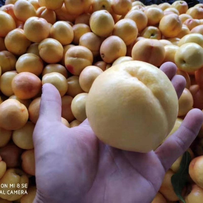 油桃黄金油桃套袋黄金油桃