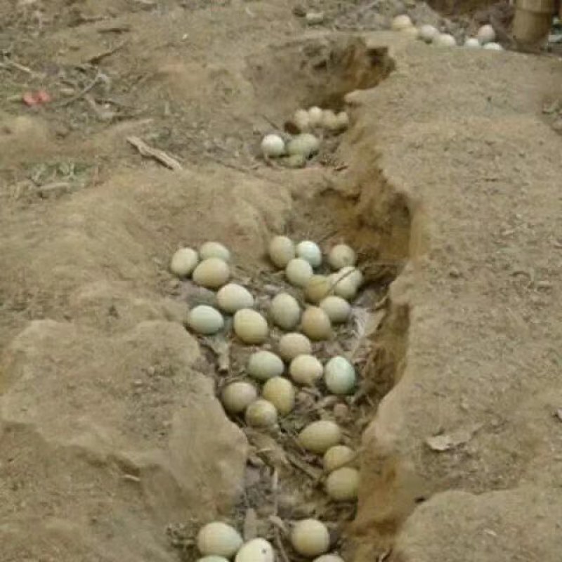 家养雉鸡野鸡七彩山鸡种蛋可孵化