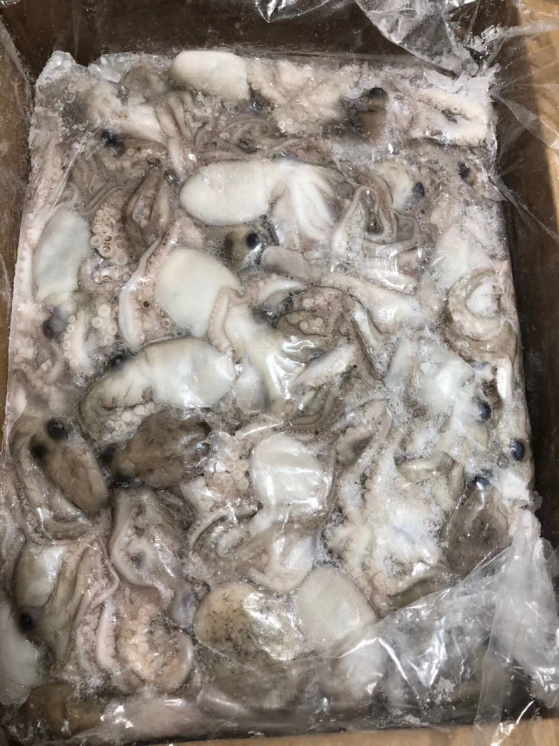 原装进口10公斤短足章鱼