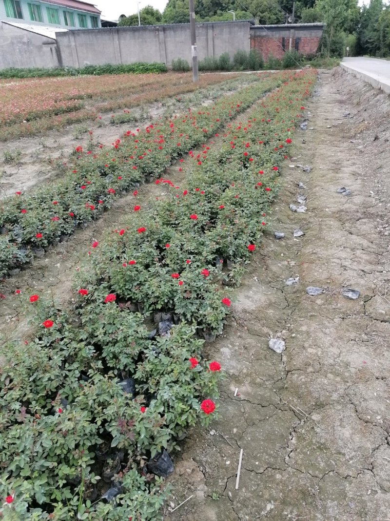 丰花月季杯苗大杯苗小杯苗都有货，丰花月季花朵小，花量丰富