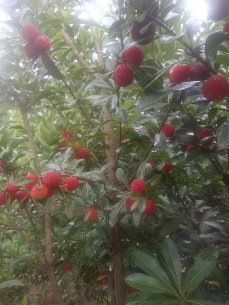 科技杨梅