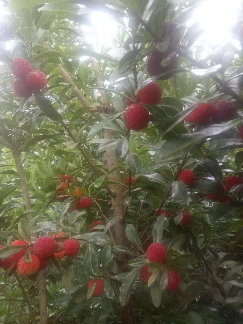 科技杨梅