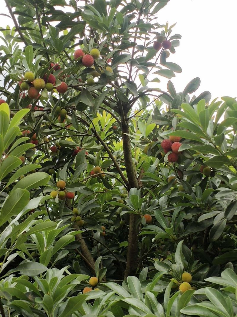 科技杨梅