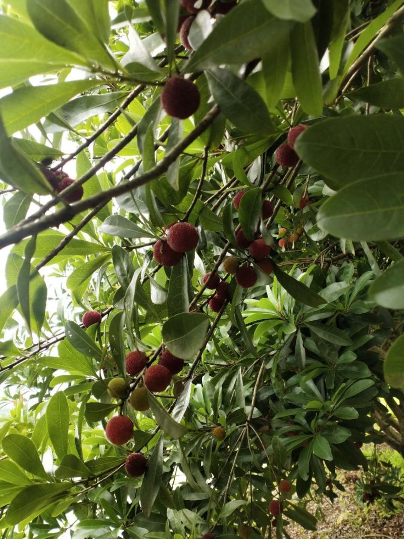 科技杨梅