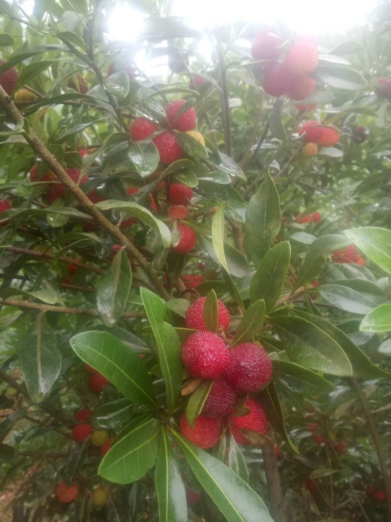 科技杨梅