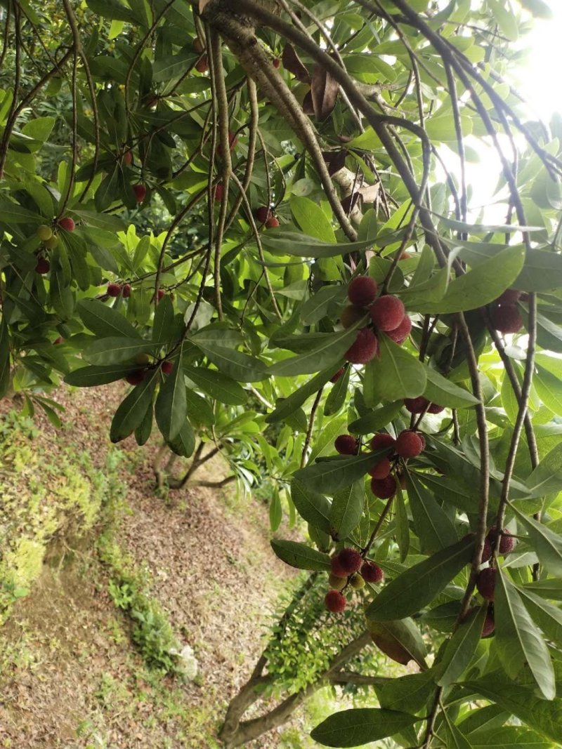 科技杨梅