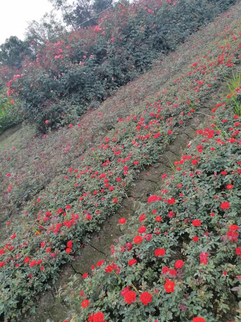 丰花月季杯苗大杯苗小杯苗都有货，丰花月季花朵小，花量丰富