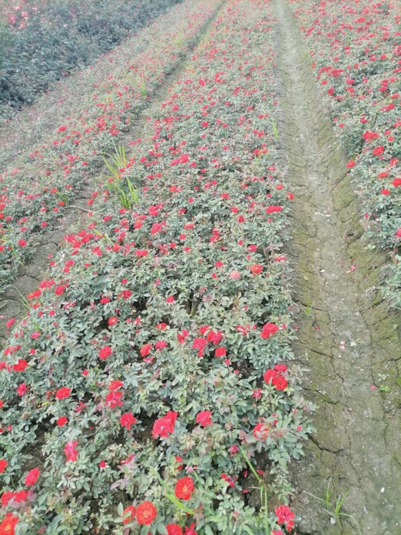 丰花月季杯苗大杯苗小杯苗都有货，丰花月季花朵小，花量丰富