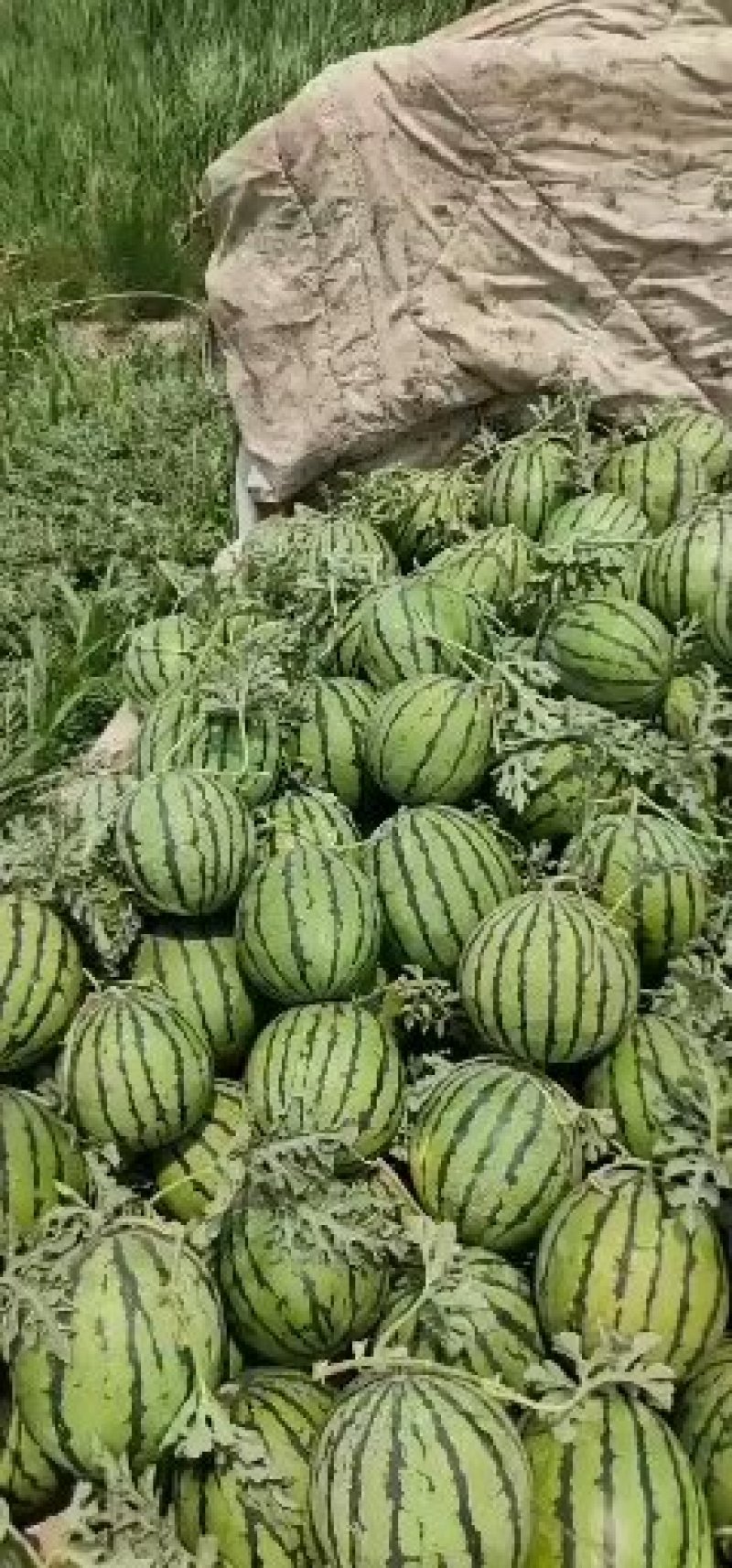 台头陆地京欣