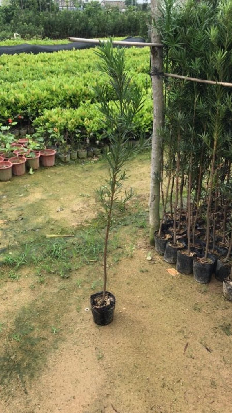 罗汉松百亩基地自产自销