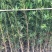 罗汉松百亩基地自产自销