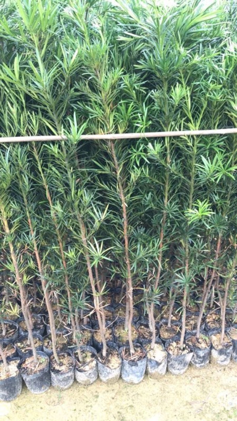 罗汉松百亩基地自产自销