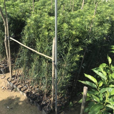 罗汉松百亩基地自产自销