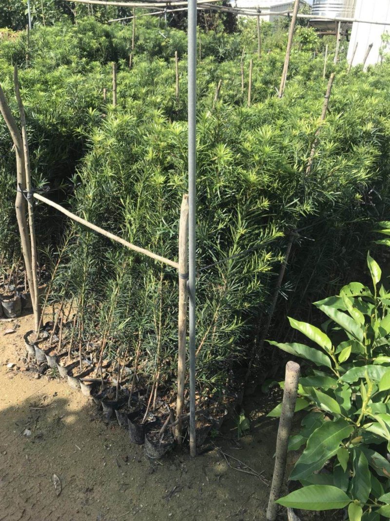 罗汉松百亩基地自产自销