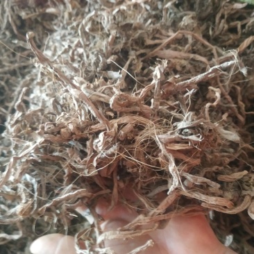黄花菜根～1公斤起售～质量好，价格便宜，欢迎咨询采购