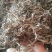 黄花菜根～1公斤起售～质量好，价格便宜，欢迎咨询采购