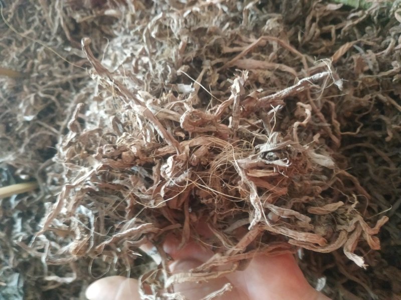 黄花菜根～1公斤起售～质量好，价格便宜，欢迎咨询采购