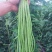 豆角青瓜苦瓜茄子香芋南瓜产地直销支持批发6月份上市