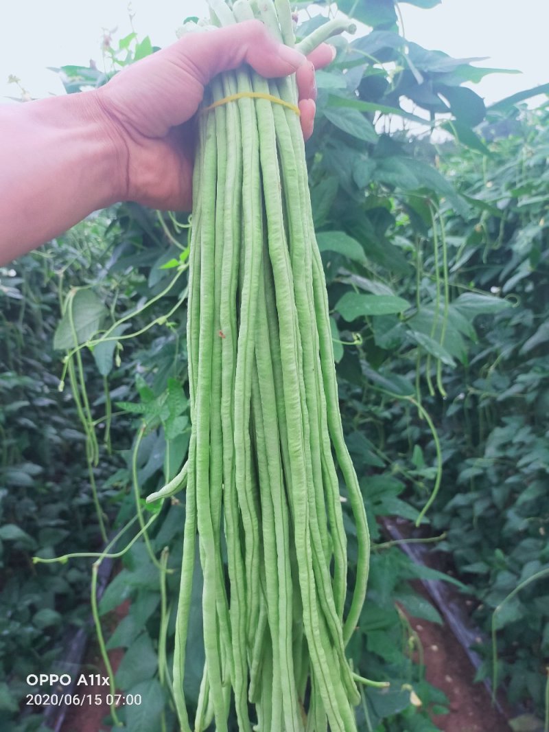 豆角青瓜苦瓜茄子香芋南瓜产地直销支持批发6月份上市