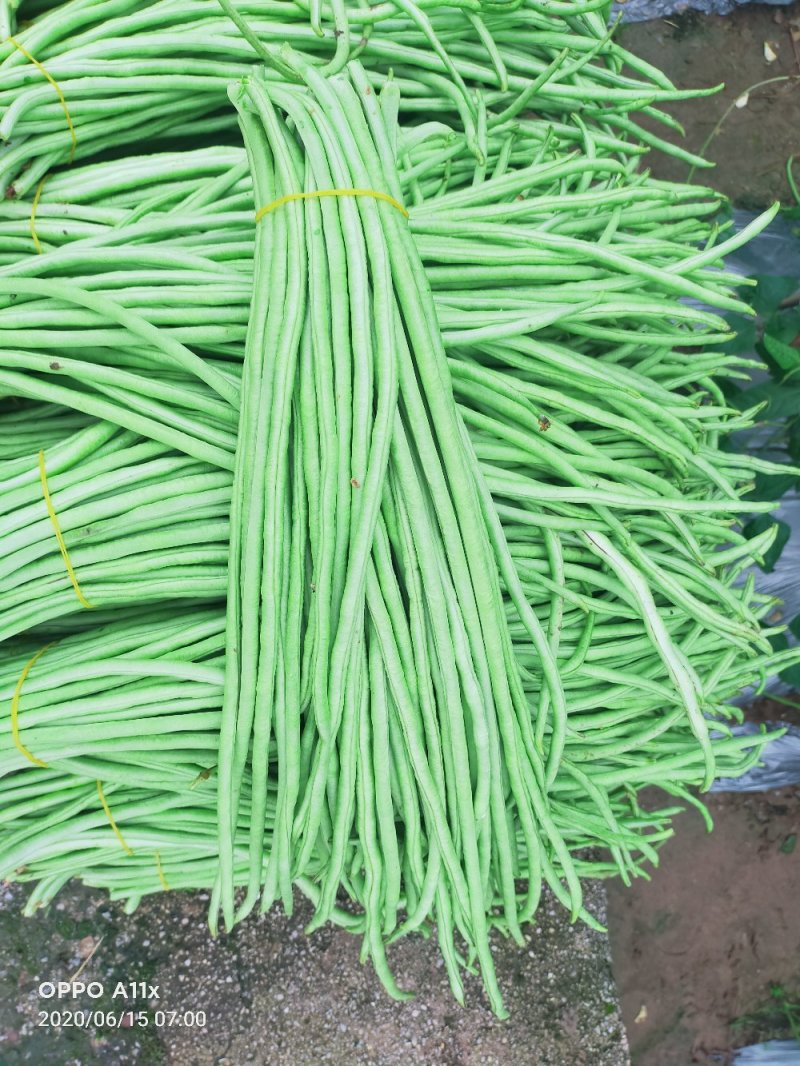 豆角青瓜苦瓜茄子香芋南瓜产地直销支持批发6月份上市