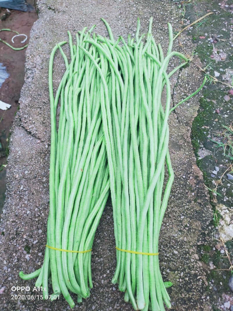 豆角青瓜苦瓜茄子香芋南瓜产地直销支持批发6月份上市