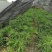 棕竹成都棕竹价格多少钱卖价买价