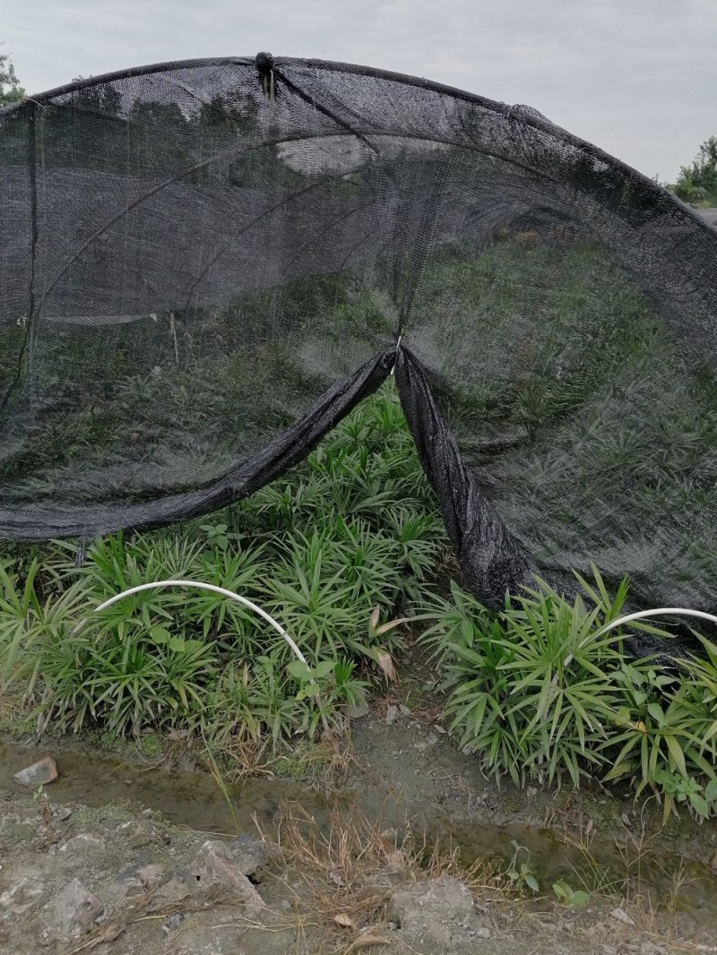 棕竹成都棕竹价格多少钱卖价买价