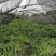 棕竹成都棕竹价格多少钱卖价买价