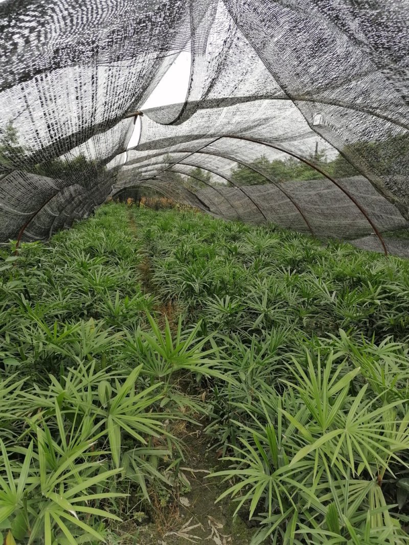 棕竹成都棕竹价格多少钱卖价买价