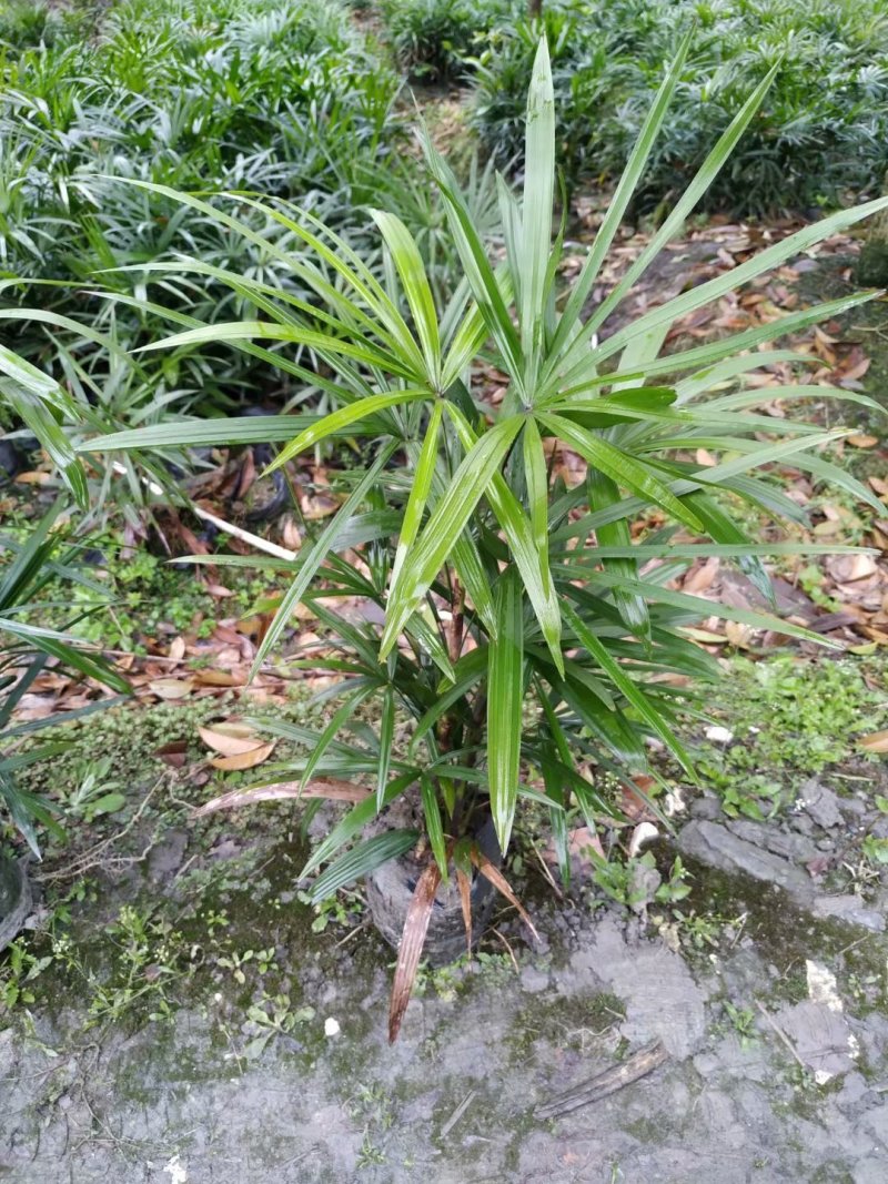 棕竹成都棕竹价格多少钱卖价买价