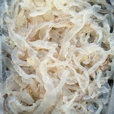 海蜇