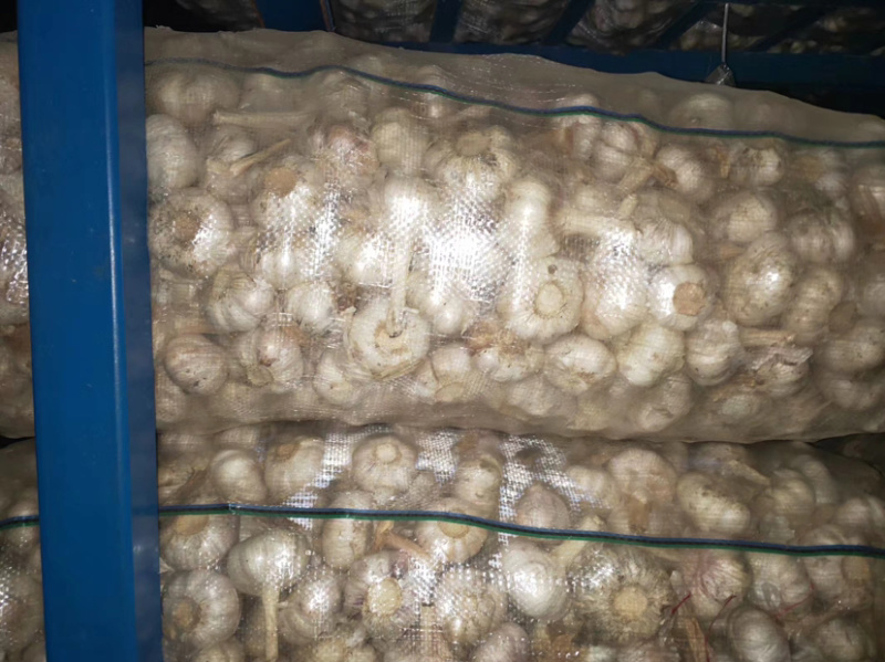 大蒜红皮紫皮精品大蒜市场大蒜蒜米料太空大蒜电商平台金乡