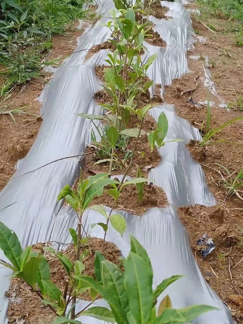 黑色地膜白色地膜除草膜厂家直销量大可优惠