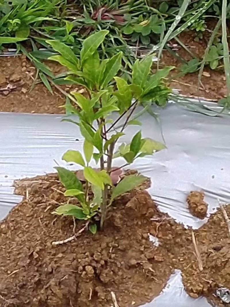 黑色地膜白色地膜除草膜厂家直销量大可优惠
