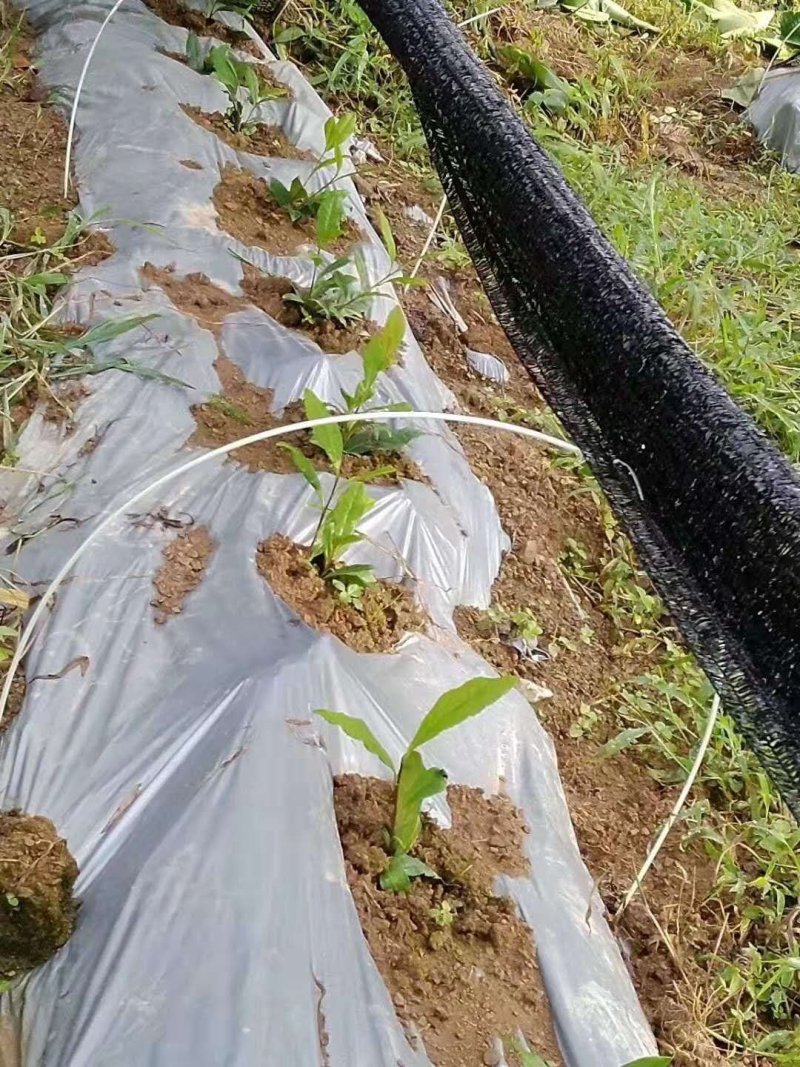 黑色地膜白色地膜除草膜厂家直销量大可优惠